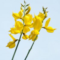 Spanish Broom